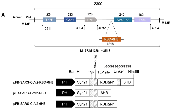 hACE2人源化小鼠