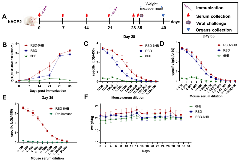 hACE2人源化小鼠