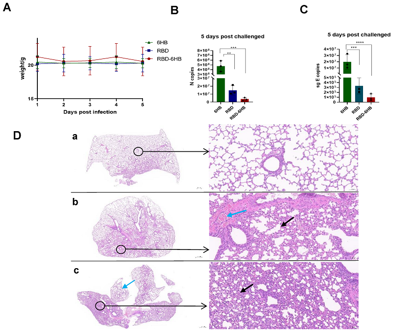 hACE2人源化小鼠