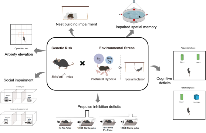 精神分裂症行为学