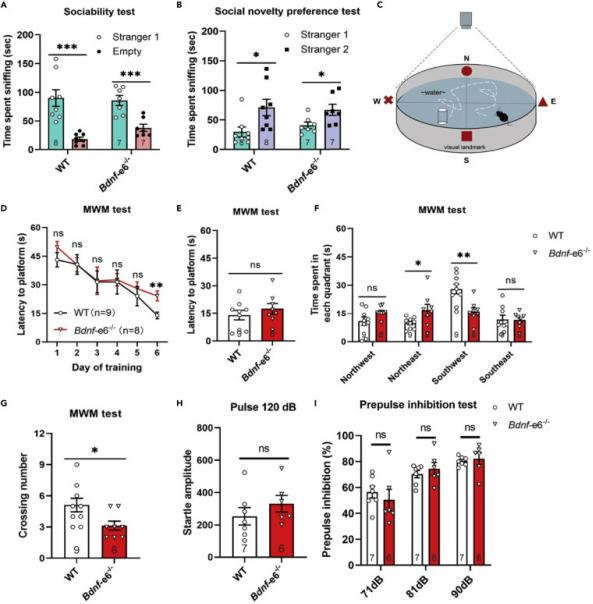 精神分裂症行为学