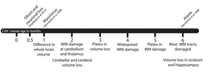 癫痫症小鼠模型