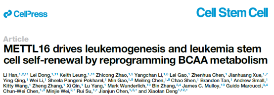 METTL16驱动白血病发生的机制