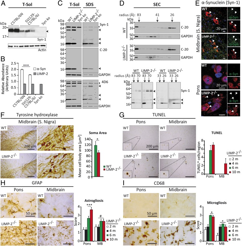 癫痫症小鼠模型