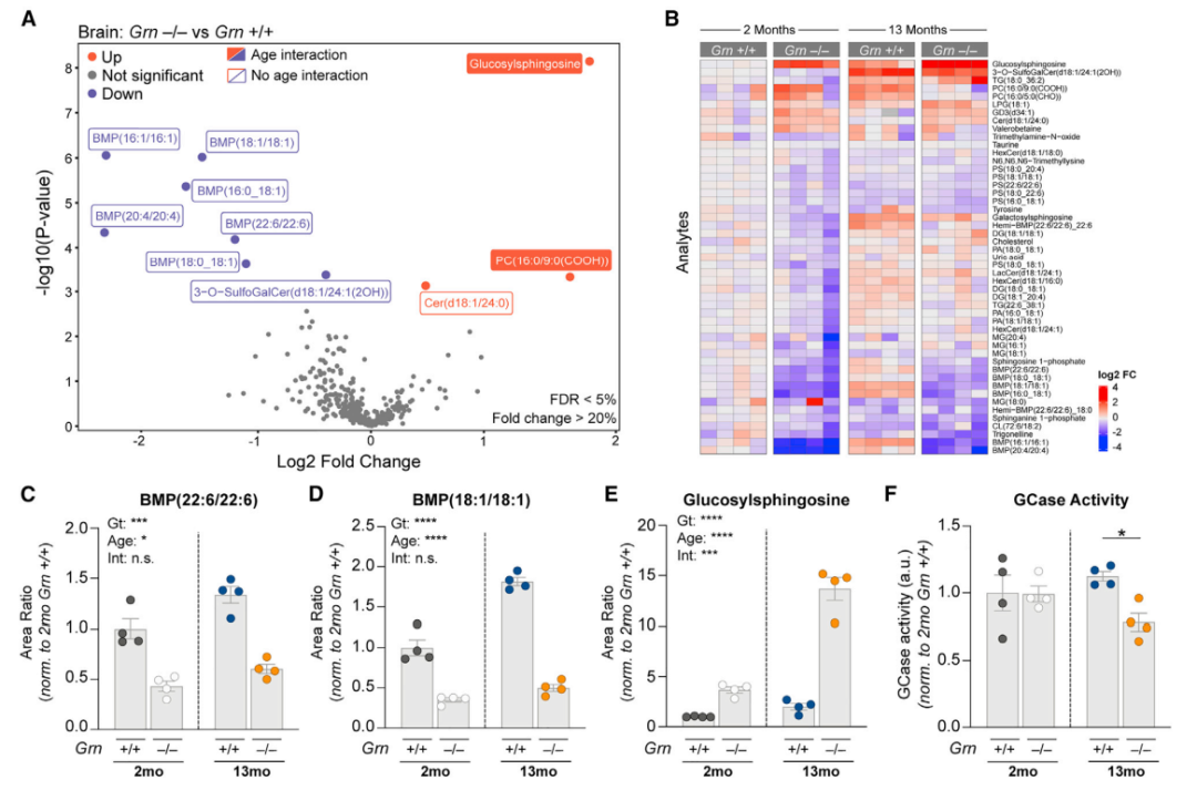癫痫症小鼠模型