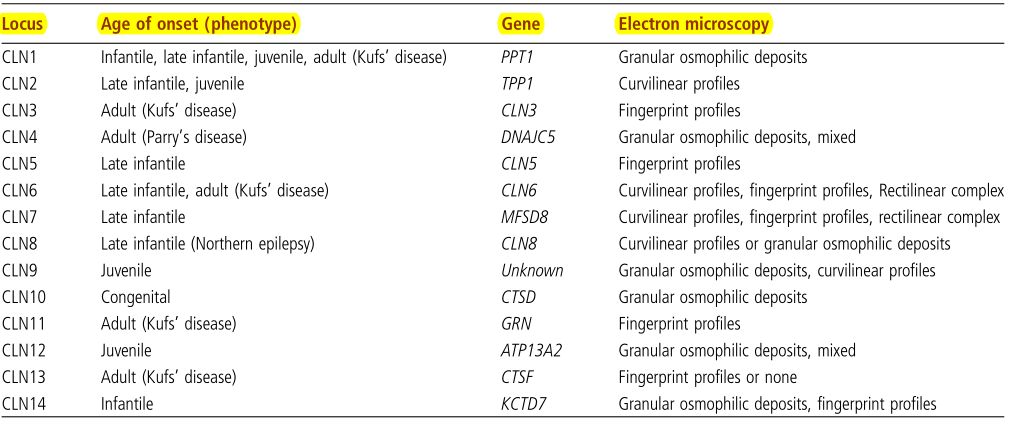癫痫症小鼠模型