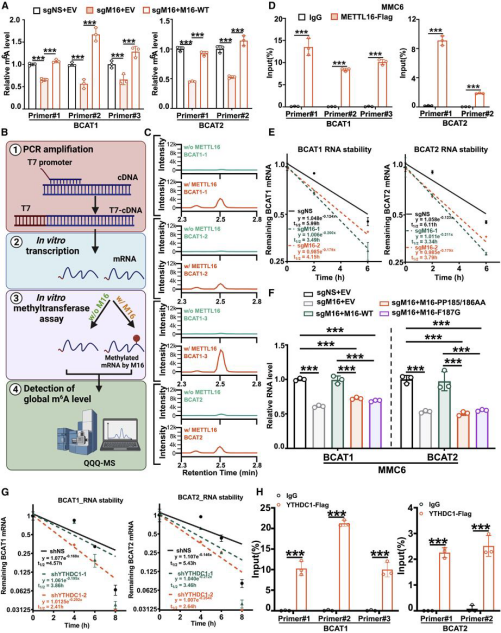 METTL16驱动白血病发生的机制
