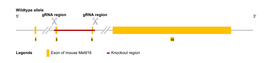METTL16驱动白血病发生的机制