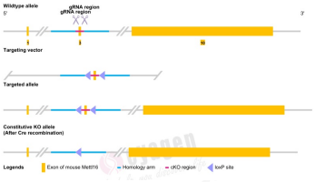 METTL16驱动白血病发生的机制