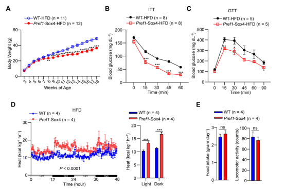 米色脂肪如何成为对抗肥胖的潜在新靶点 米色脂肪如何成为对抗肥胖的潜在新靶点