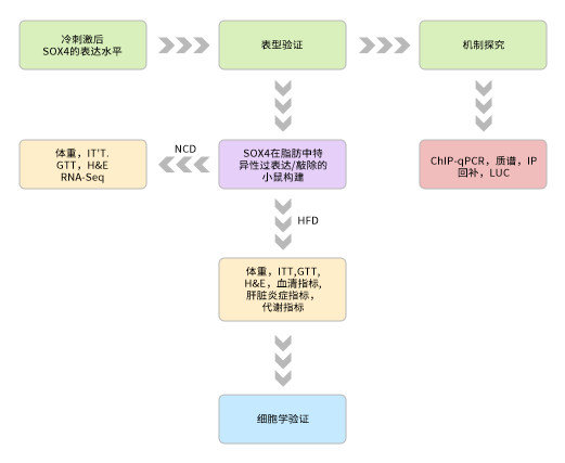 米色脂肪如何成为对抗肥胖的潜在新靶点 米色脂肪如何成为对抗肥胖的潜在新靶点