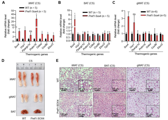 米色脂肪如何成为对抗肥胖的潜在新靶点 米色脂肪如何成为对抗肥胖的潜在新靶点