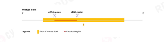 米色脂肪如何成为对抗肥胖的潜在新靶点