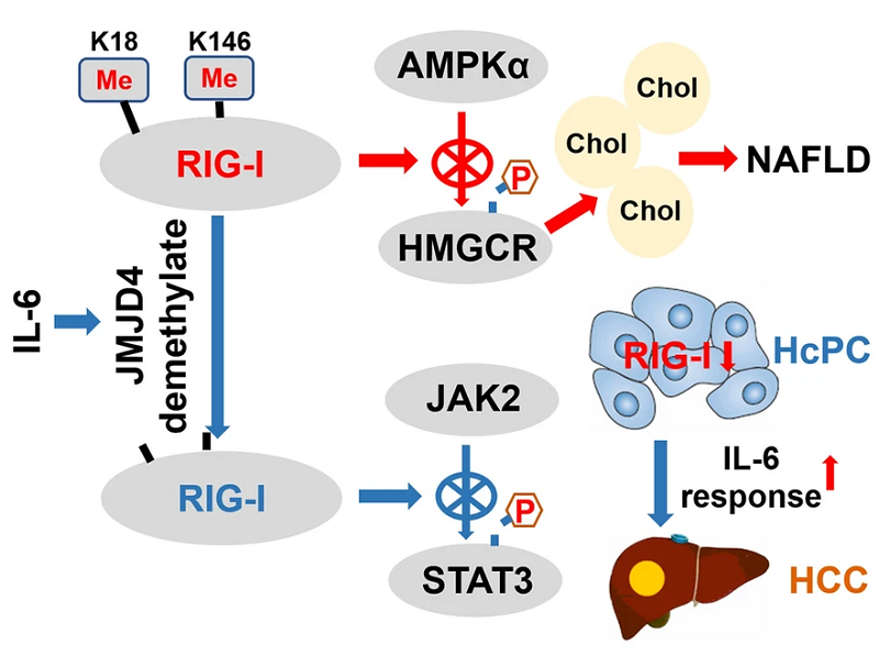 RIG-I在肝癌发生中的作用