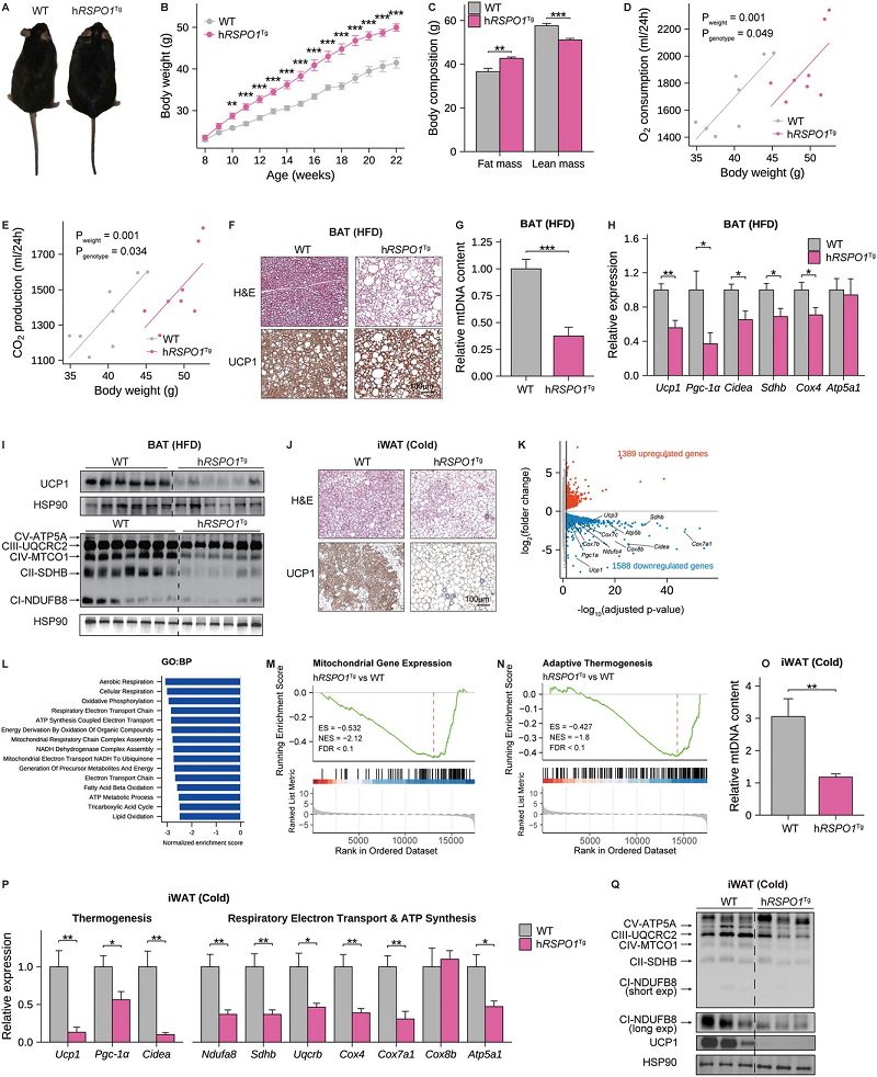 hRSPO1转基因小鼠 hRSPO1转基因小鼠