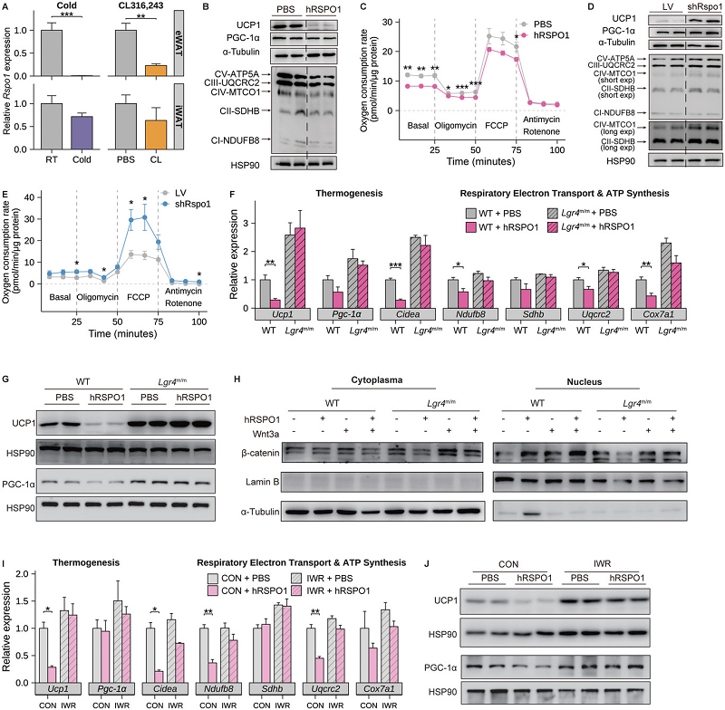 hRSPO1转基因小鼠 hRSPO1转基因小鼠
