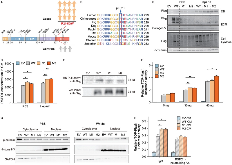 hRSPO1转基因小鼠 hRSPO1转基因小鼠