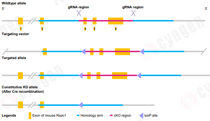 hRSPO1转基因小鼠