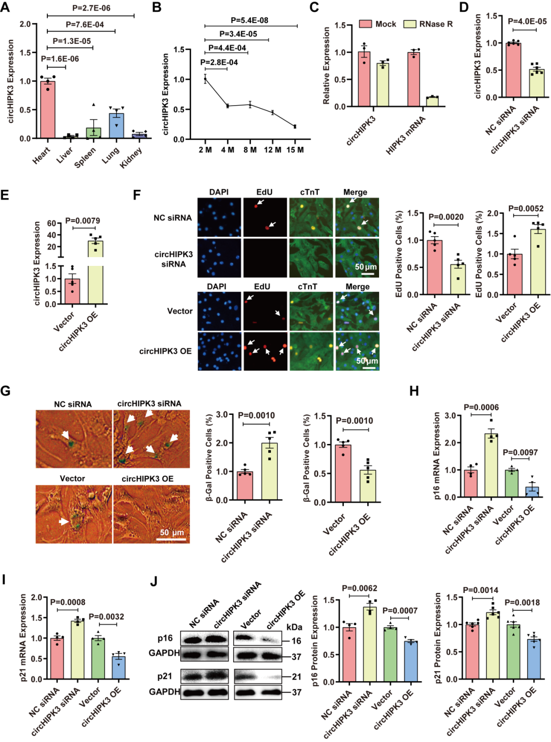 心肌再生修复新机制