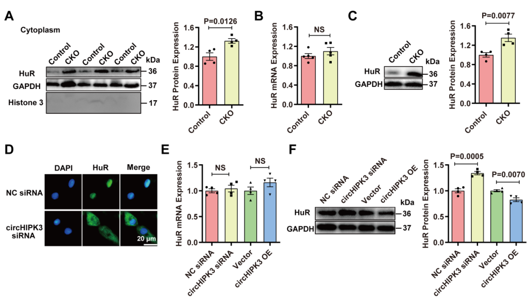 心肌再生修复新机制