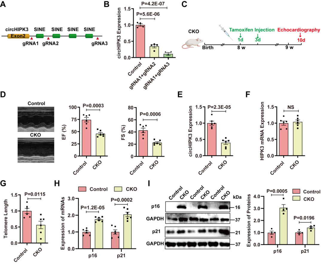心肌再生修复新机制