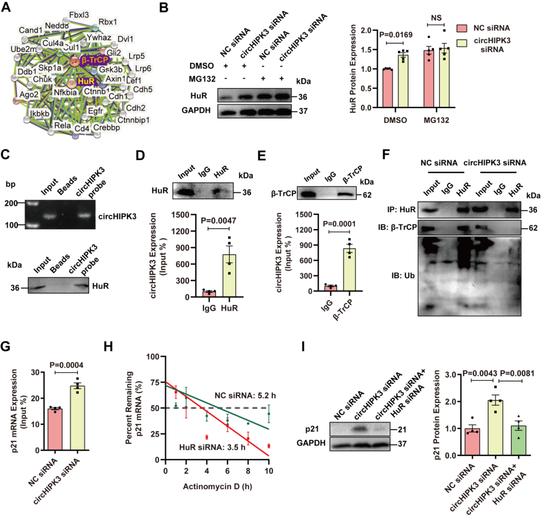 心肌再生修复新机制