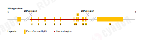 心肌再生修复新机制