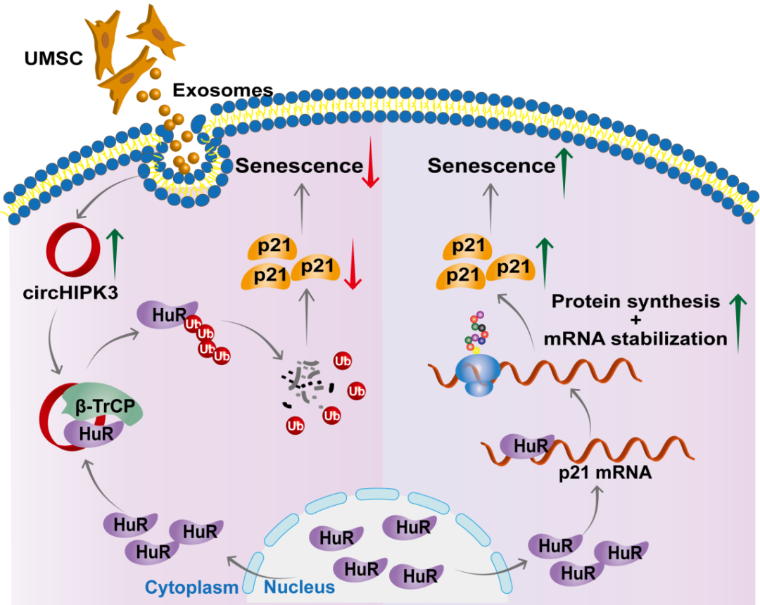 心肌再生修复新机制