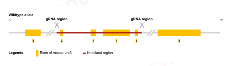 胆固醇代谢异常导致骨关节炎 胆固醇代谢异常导致骨关节炎
