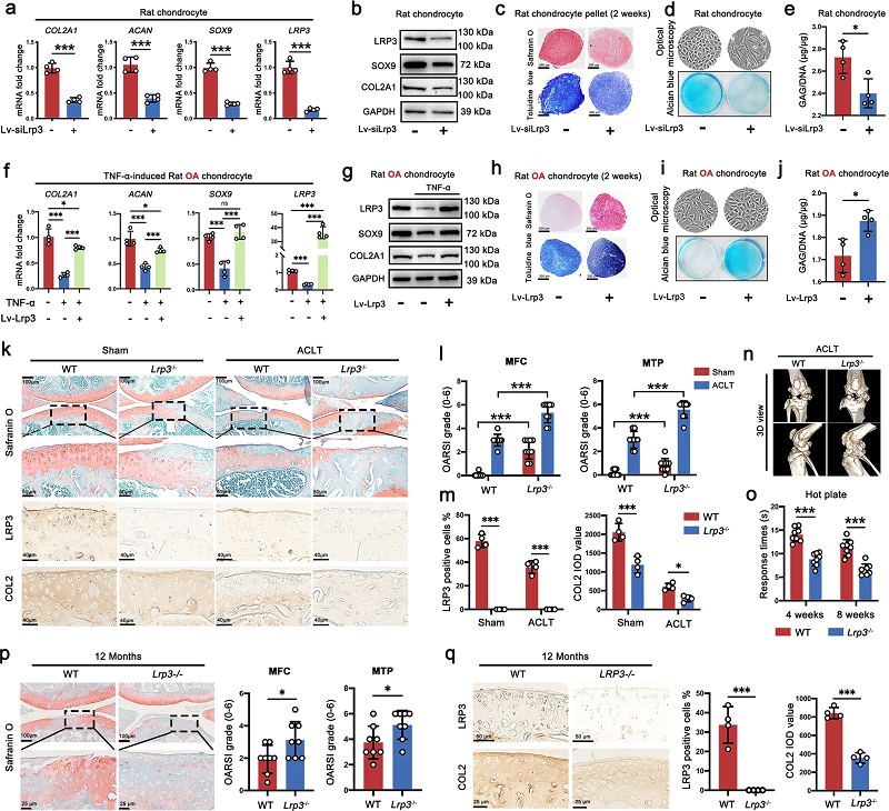 胆固醇代谢异常导致骨关节炎 胆固醇代谢异常导致骨关节炎
