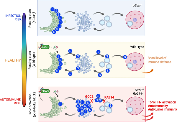 cGAS-STING通路 cGAS-STING通路