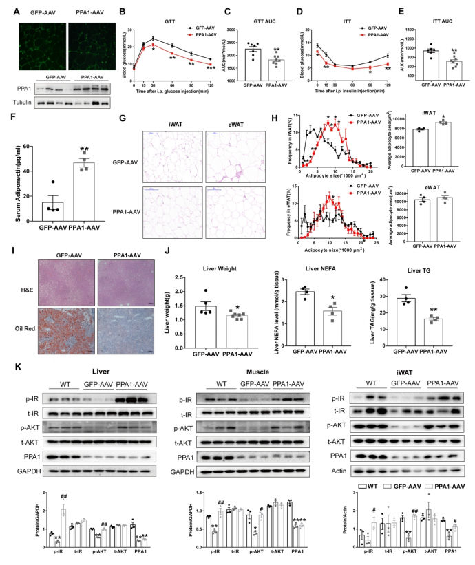 基因治疗 基因治疗