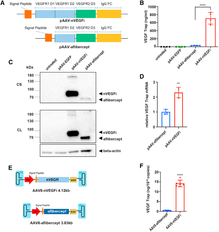 基因治疗 基因治疗