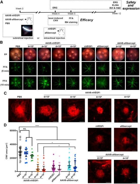 基因治疗 基因治疗