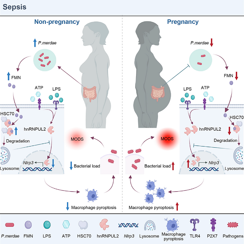 脓毒症易感机制 脓毒症易感机制