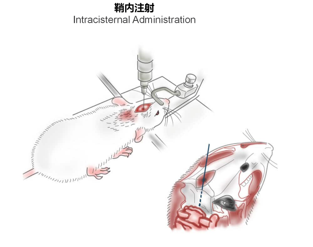 神经疾病CRO服务