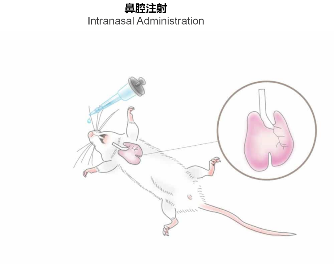 神经疾病CRO服务