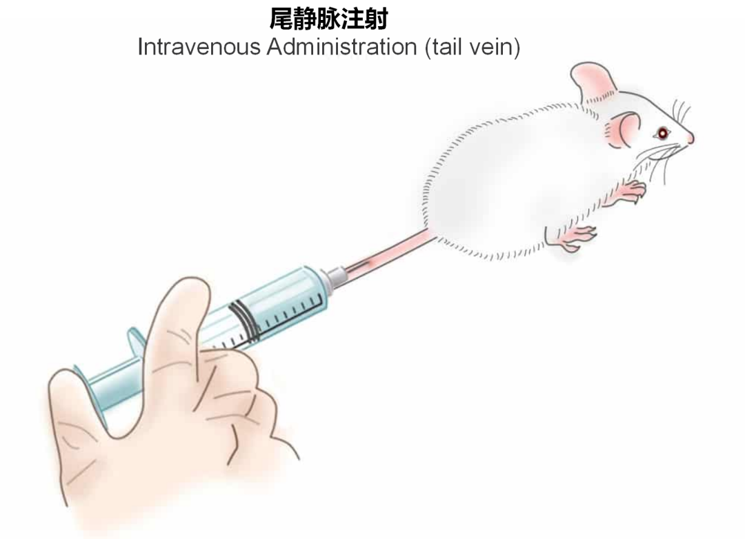 神经疾病CRO服务