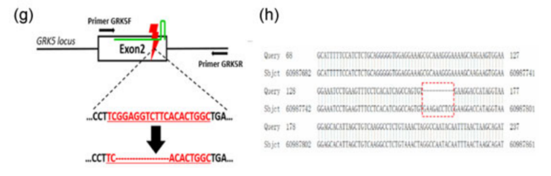 神经疾病CRO服务