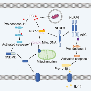 北大夏朋延等团队解析孤儿受体Nur77如何激活非经典NLRP3炎症小体