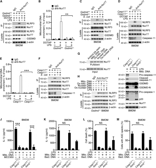 北大夏朋延等团队解析孤儿受体Nur77如何激活非经典NLRP3炎症小体 北大夏朋延等团队解析孤儿受体Nur77如何激活非经典NLRP3炎症小体