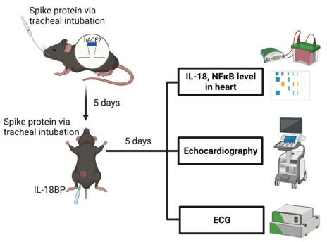 SARS-CoV-2诱发心功能障碍的机制