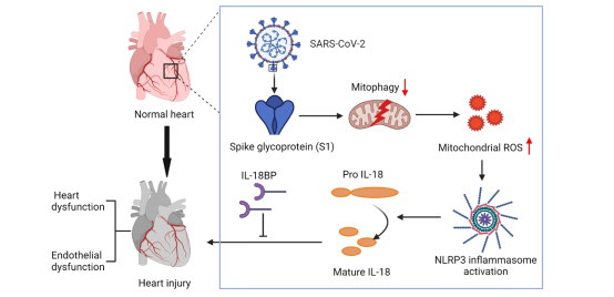 SARS-CoV-2诱发心功能障碍的机制