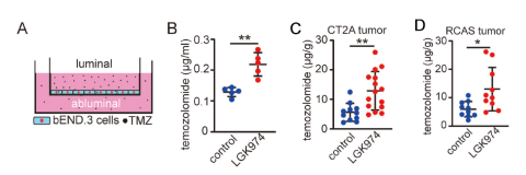 胶质瘤药物递送中的分子机制