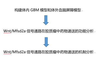 胶质瘤药物递送中的分子机制