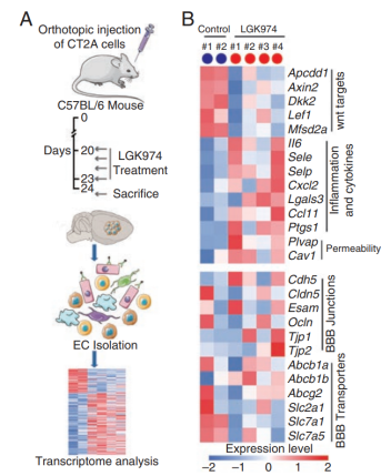 胶质瘤药物递送中的分子机制