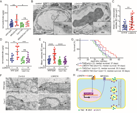 胶质瘤药物递送中的分子机制