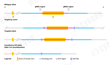 胶质瘤药物递送中的分子机制