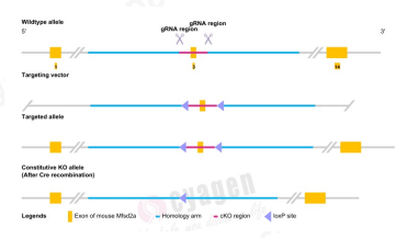 胶质瘤药物递送中的分子机制