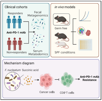 直肠癌免疫治疗抵抗